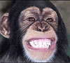 Picture of a Monkey